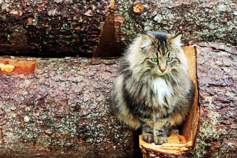 Norwegian Forest Cat on Tree Trunks Stock Image Image of playful