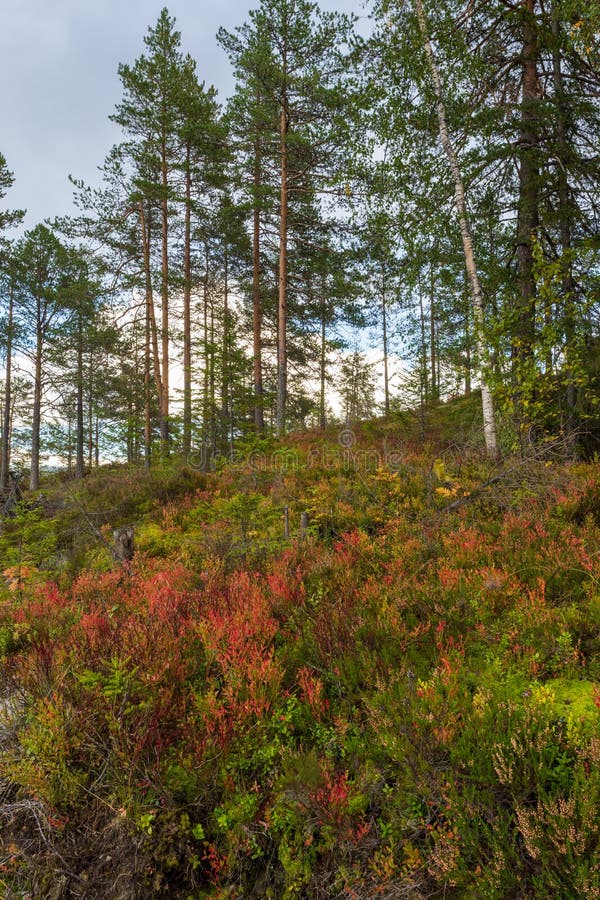 Nórsky les v neskoro jeseň, stromy a vres.