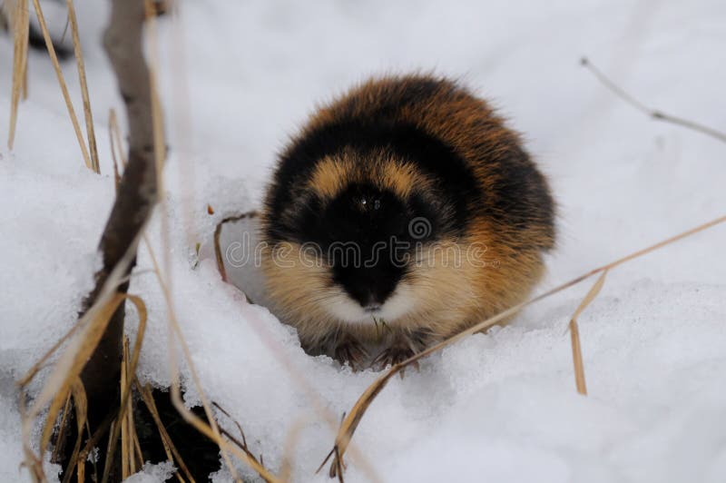 Real lemmings hi-res stock photography and images - Alamy