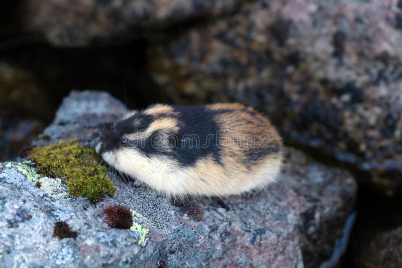 Lemming White Images – Browse 602 Stock Photos, Vectors, and Video