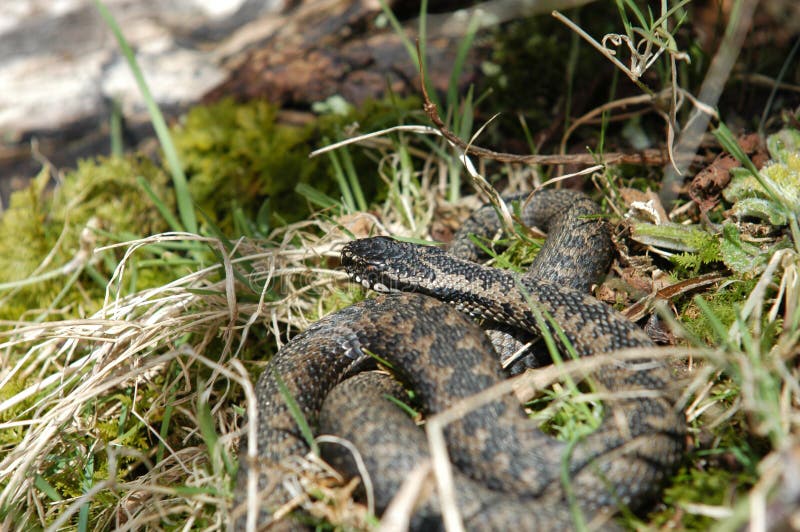 Norwegian snake