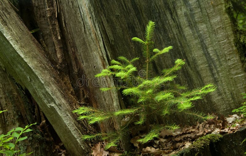 Norwegian spruce seedling