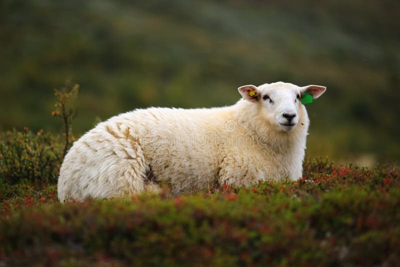 Norwegian white sheep stock image. Image of farm, white 255868111