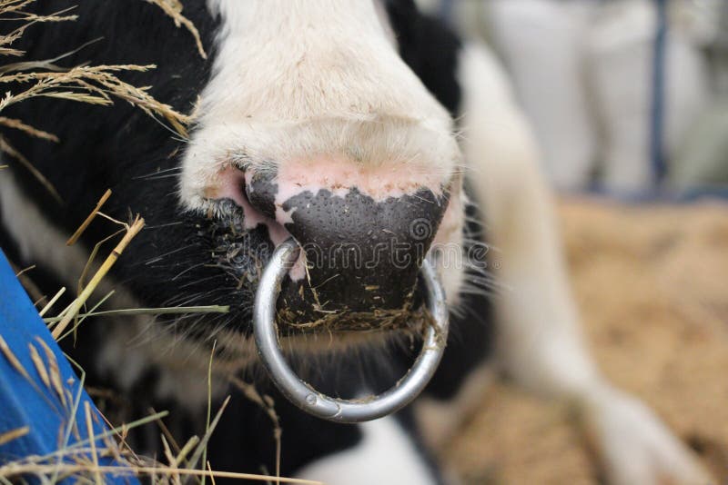 373 Cow Nose Ring Stock Photos Free & RoyaltyFree Stock Photos from