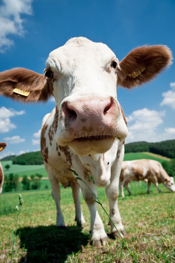 Nose of a Cow