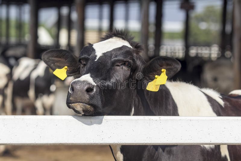 Nose of dairy cow stock photo. Image of food, farm, cheese 54456762