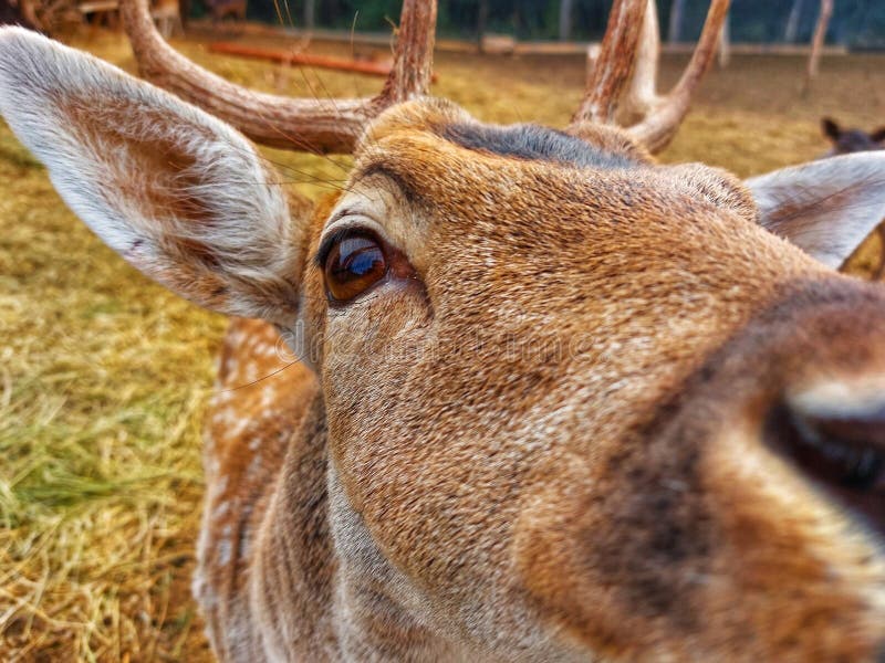 Nose of the deer stock photo. Image of mane, bovine - 272010012