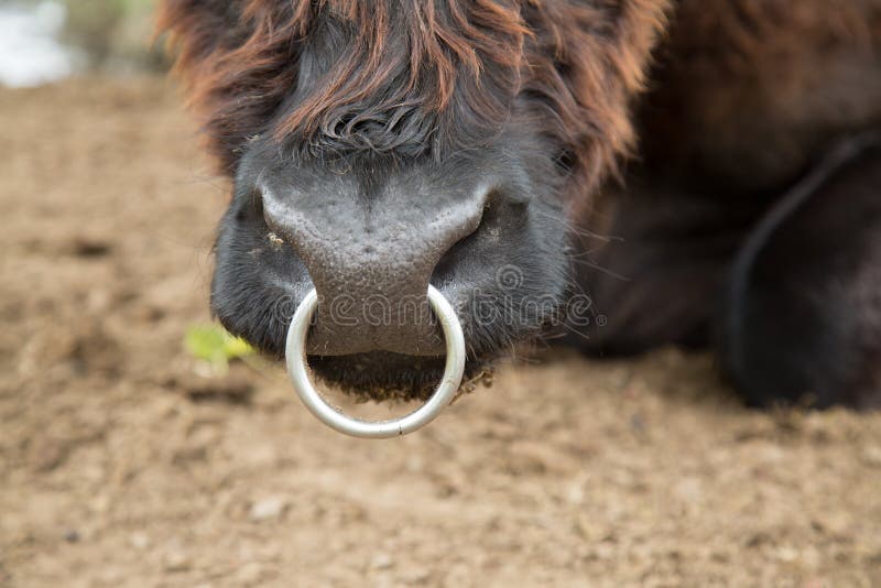 Dangerous Looking Bull With Nose Ring Stock Photo, Picture and Royalty Free  Image. Image 83819366.