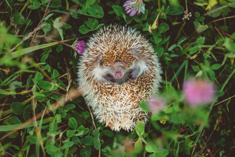 1,309 Pet Hedgehog Nose Photos Free & RoyaltyFree Stock Photos from