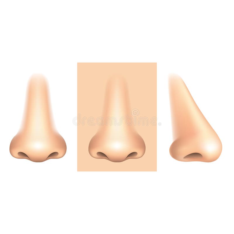 Nose isolated on white vector royalty free illustration