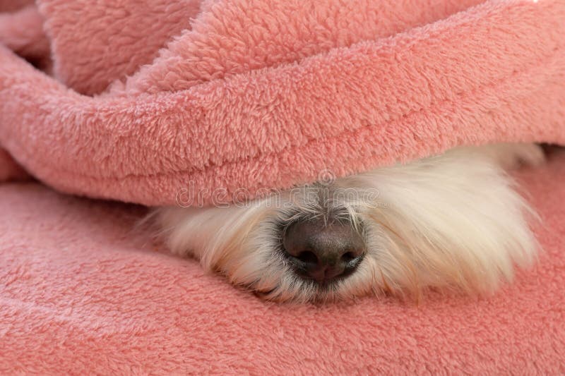 Nose Maltese Dog Under Blanket Stock Image Image of sleeping, roller