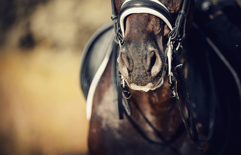 Nose Sports Brown Horse in the Bridle. Dressage Horse Stock Photo ...