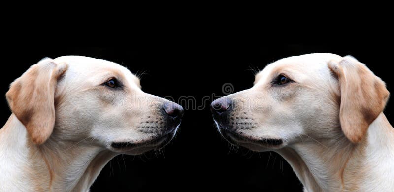 yellow lab black nose