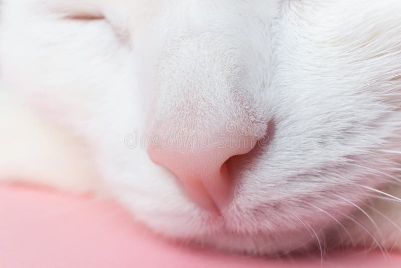 The nose of a white cat close-up. stock photos The nose of a white cat close-up. stock photos