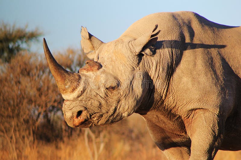 Noshörning Black - utsatt för fara afrikanskt däggdjur