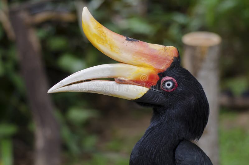 NoshörningHornbill arkivbilder NoshörningHornbill arkivbilder