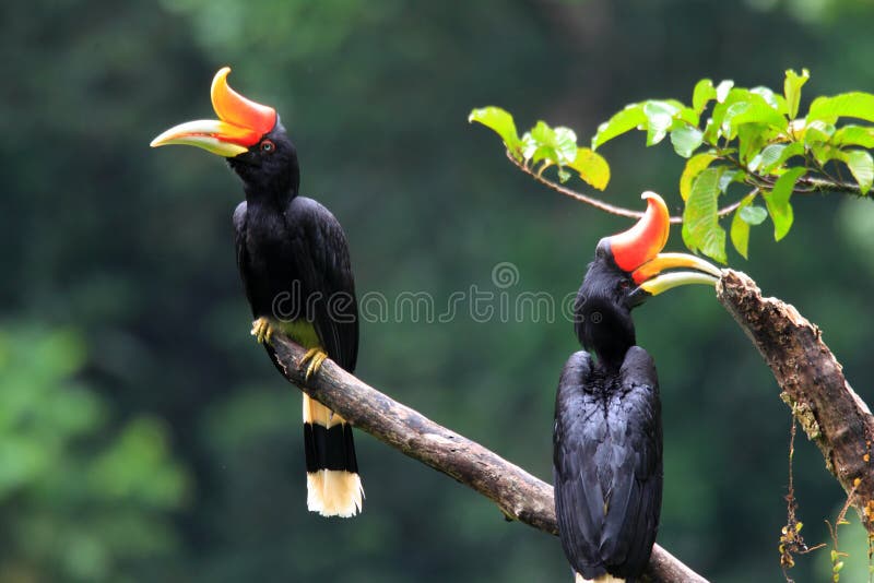 Noshörninghornbill arkivbild Noshörninghornbill arkivbild