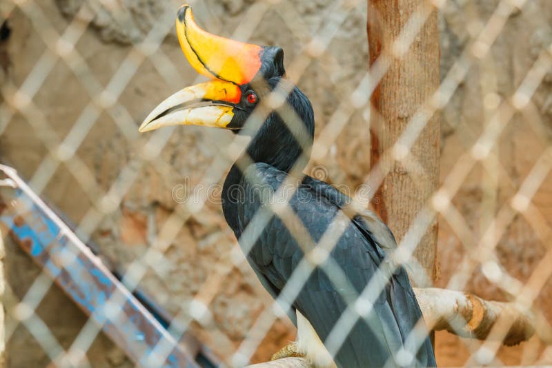Noshörninghornbill, fågel, djur, djurliv, zoo royaltyfri foto Noshörninghornbill, fågel, djur, djurliv, zoo royaltyfri foto