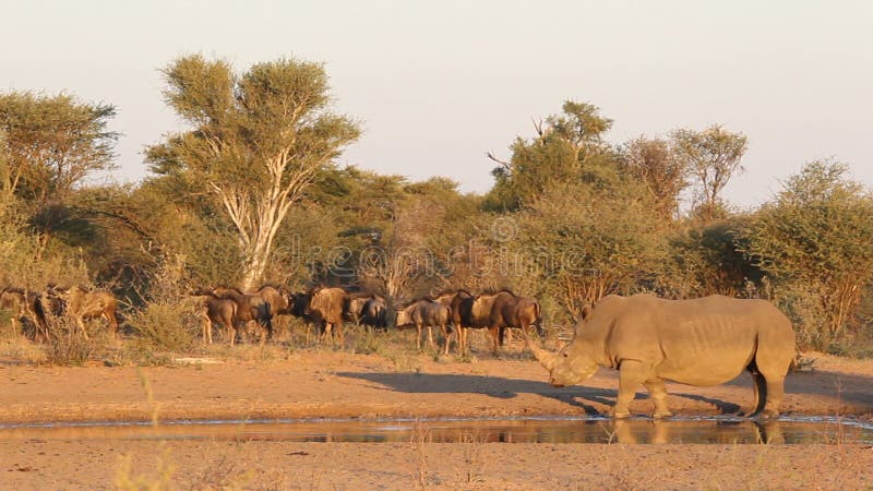 Nosorożec i wildebeest