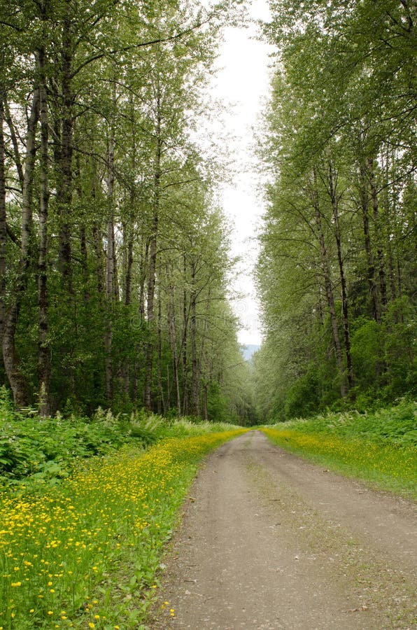 A gravel country lane lined by tall cottonwood trees and yellow flowers provides a nostalgic look at the past in our present day l royalty free stock images A gravel country lane lined by tall cottonwood trees and yellow flowers provides a nostalgic look at the past in our present day l royalty free stock images
