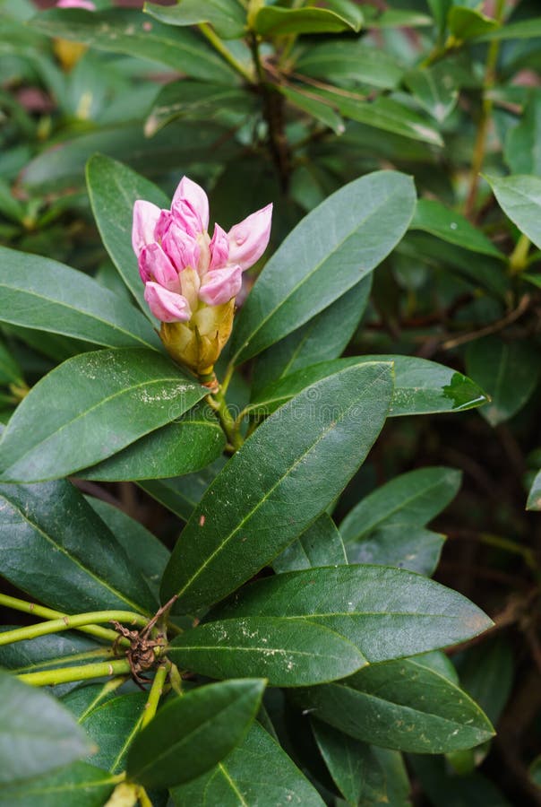 Not yet Blooming Flower of Pink Rhododendron Stock Photo Image of
