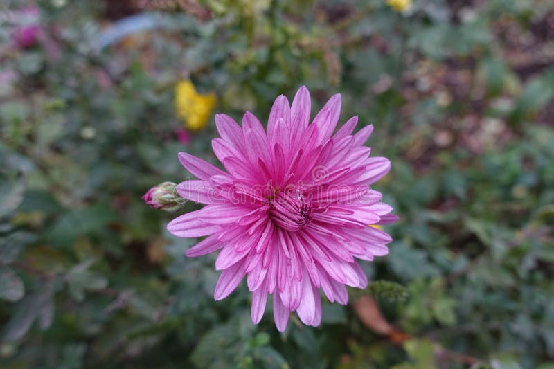 Not Completely Opened Pink Flower of Chrysanthemum Stock Image Image