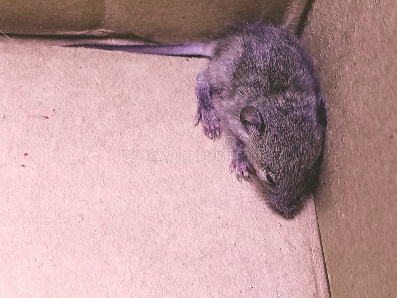 Not-so-Cute stock image. Image of cute, unwanted, baby - 155764167