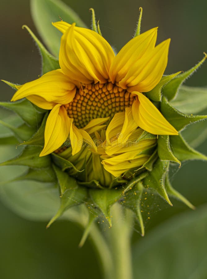 Not a Fully Open Sunflower Flower. Shallow Depth of Field Stock Photo