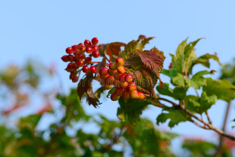 Not fully ripe viburnum berries on branches stock image