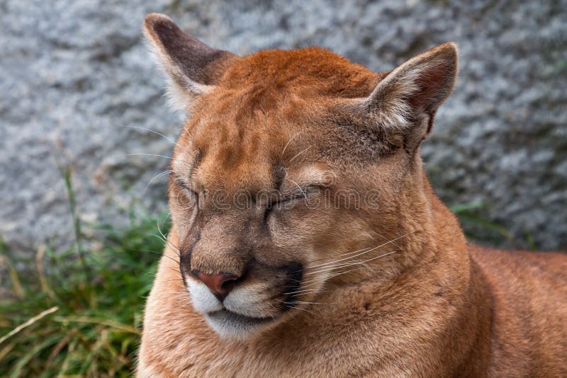 Not really Mountain Lion Cougar Stock Image - Image of nose, face: 26316317