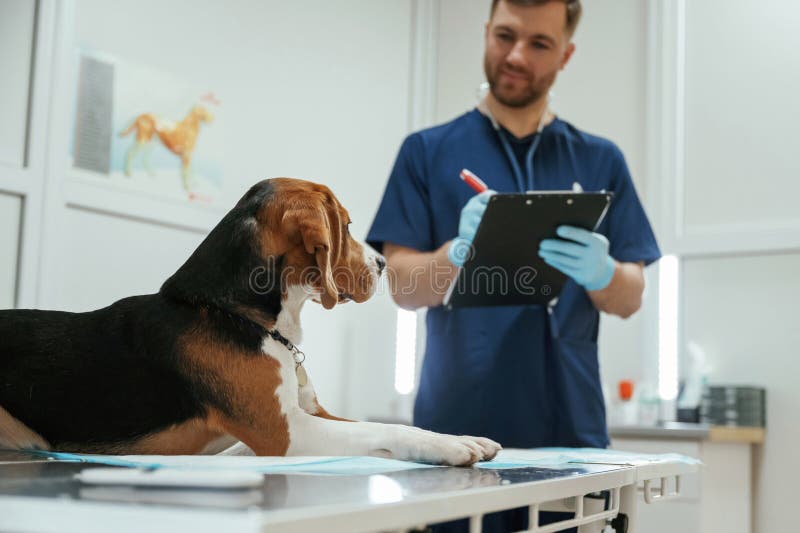 With notepad in hands. Male veterinarian is working with beagle dog in the clinic stock images
