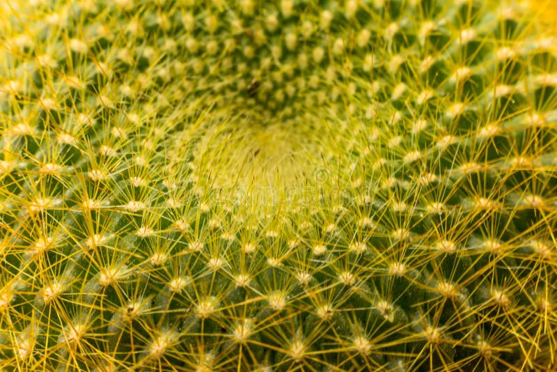 Notocactus graessneri cactus crown spiral pattern stock photo Notocactus graessneri cactus crown spiral pattern stock photo