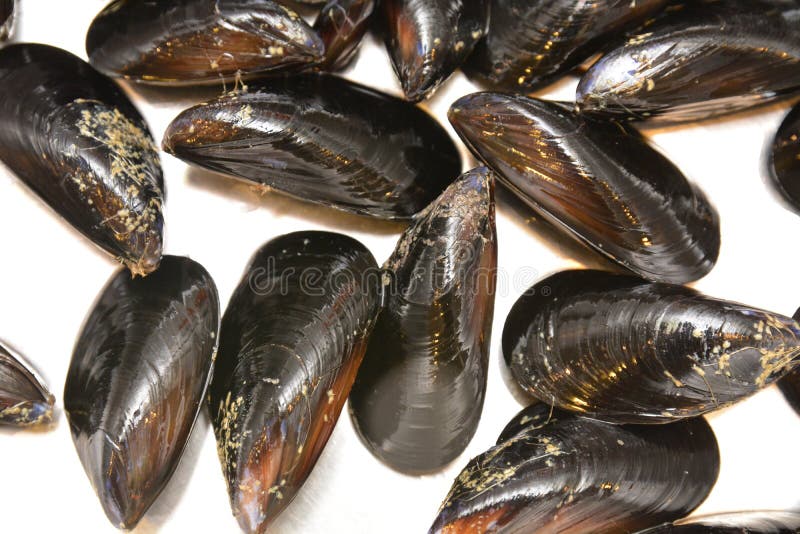 Fruits de mer de moules photo stock. Image du nourriture 150125300