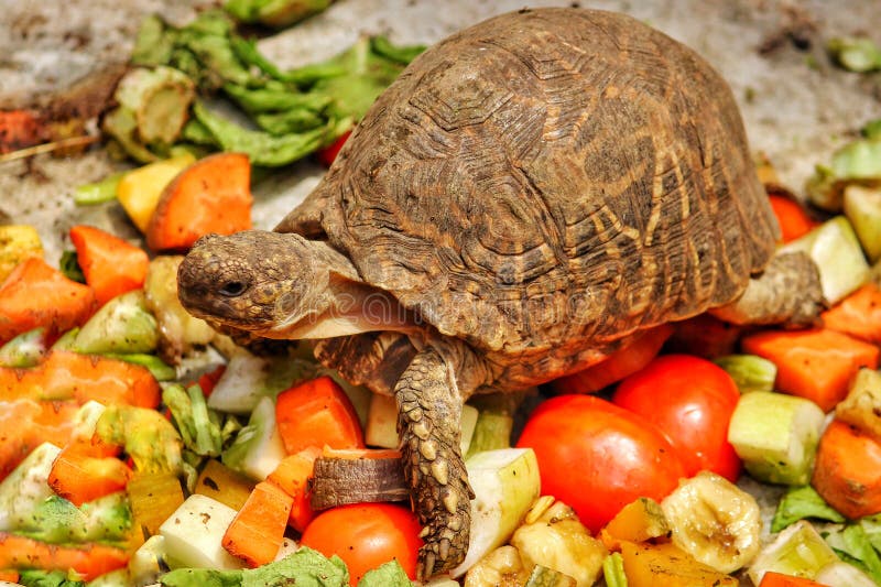 Comment Nourrir Une Tortue D Eau Douce Nourriture pour la tortue image stock. Image du animal - 86314401