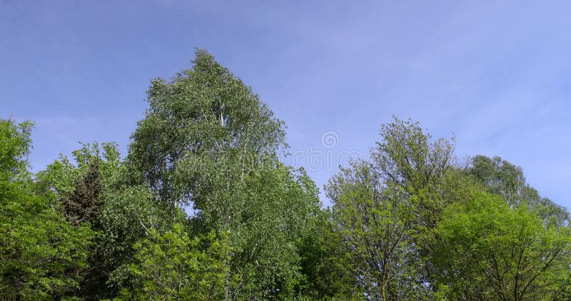 Nouveau feuillage vert d'arbres feuillus par temps ensoleillé clips vidéos