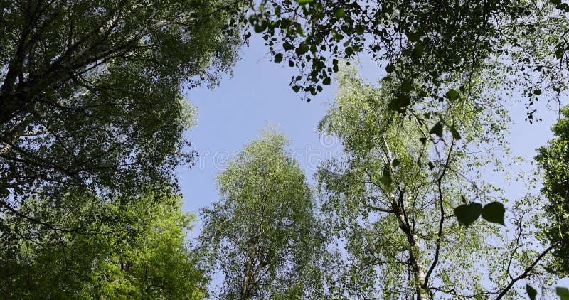 Nouveau feuillage vert d'arbres feuillus par temps ensoleillé banque de vidéos