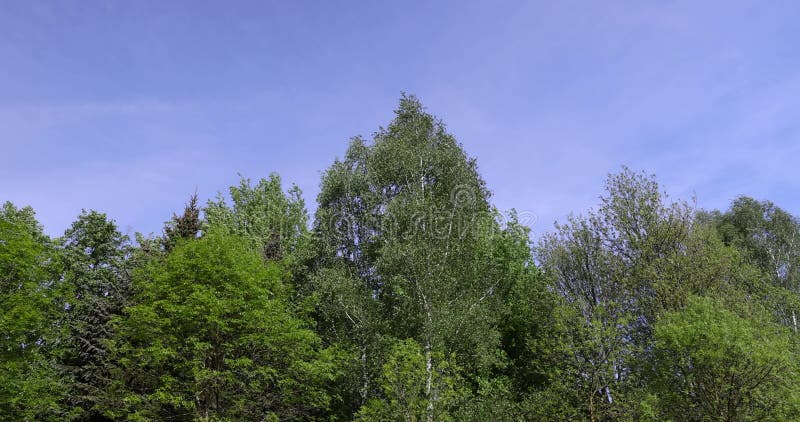 Nouveau feuillage vert d'arbres feuillus par temps ensoleillé banque de vidéos