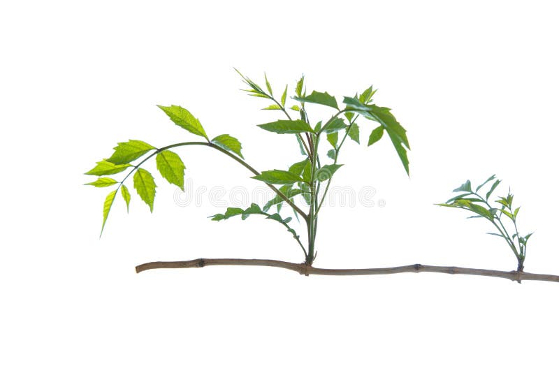 Nouveau Germe Dans La Vieille Branche Photo Stock Image Du Vieille Branche 54253020