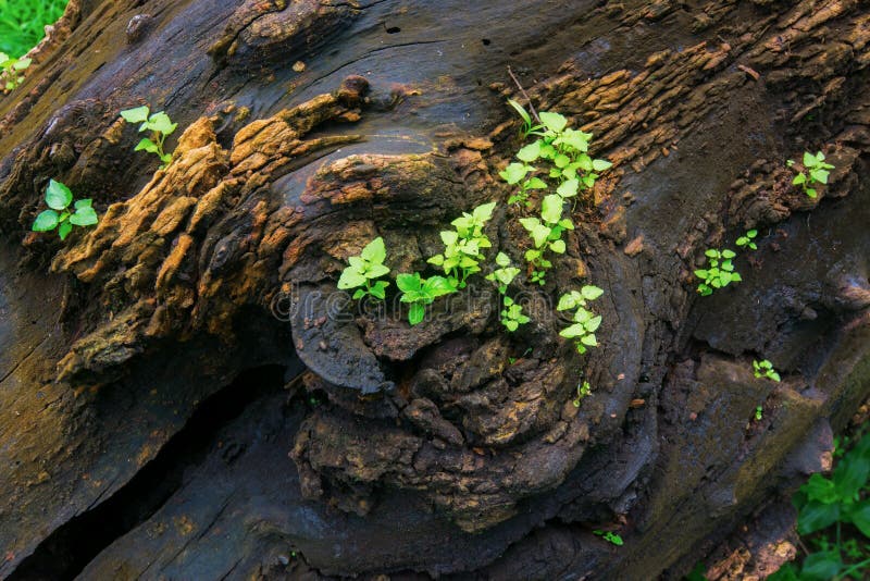Nouvelle croissance de plantes sur le vieux tronc d'arbre images libres de droits Nouvelle croissance de plantes sur le vieux tronc d'arbre images libres de droits