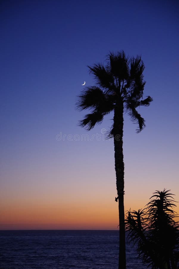The new moon hangs in a post-sunset, deepening-blue sky as the last orange-tinged light of day is about to disappear along the horizon line. Though the fronds of the palm tree give evidence of a strong ocean breeze, the overall effect is one of peace and calm. The new moon hangs in a post-sunset, deepening-blue sky as the last orange-tinged light of day is about to disappear along the horizon line. Though the fronds of the palm tree give evidence of a strong ocean breeze, the overall effect is one of peace and calm.