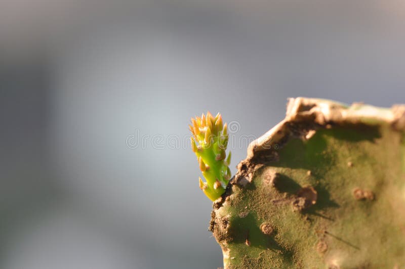 Nouvelle pousse de cactus image libre de droits Nouvelle pousse de cactus image libre de droits