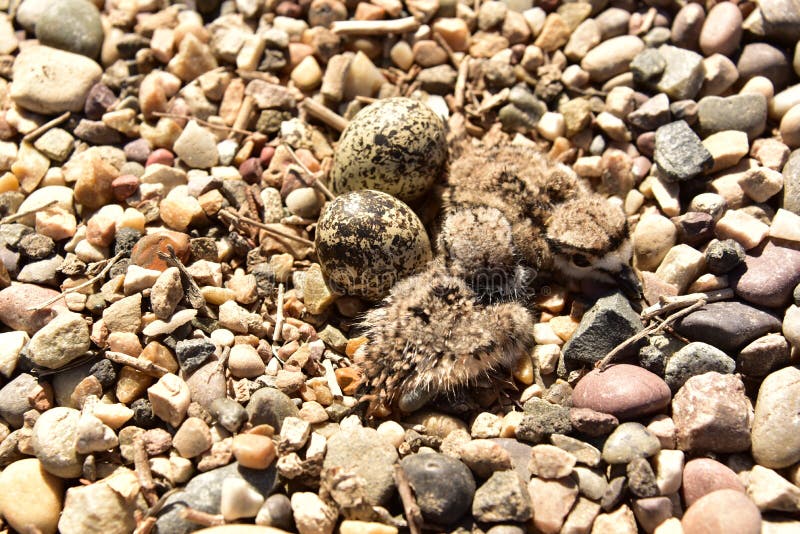 Nouvellement hachure des poussins de Killdeer se reposant dans le nid attendant leurs enfants de mêmes parents pour hacher images libres de droits Nouvellement hachure des poussins de Killdeer se reposant dans le nid attendant leurs enfants de mêmes parents pour hacher images libres de droits