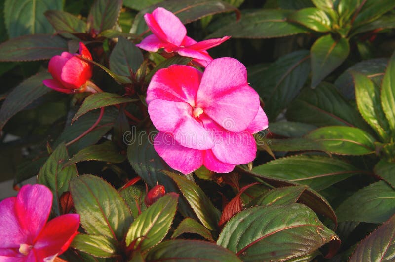 Impatiens Nova Guiné - Planthiza