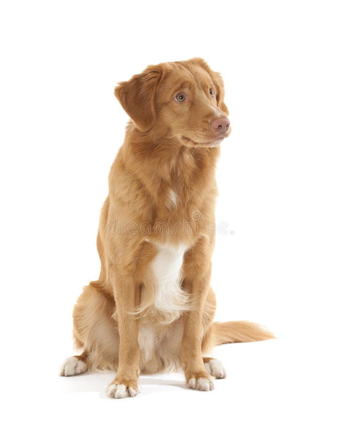 nova scotia duck tolling retriever breeder nova scotia duck tolling retriever breeder