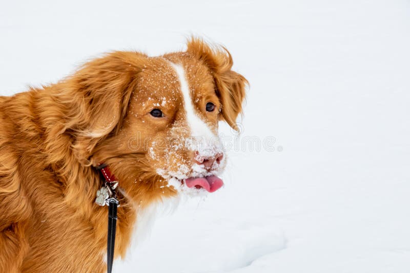 Nova Scotia Duck Tolling Retriever Sticking Tongue Out Stock Image Image Of Brown Leash 218165921