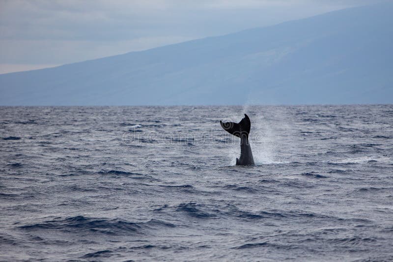 Novaeangliae del Megaptera de la aleta de la cola de la ballena jorobada de la costa de Maui, Hawaii imagenes de archivo Novaeangliae del Megaptera de la aleta de la cola de la ballena jorobada de la costa de Maui, Hawaii imagenes de archivo