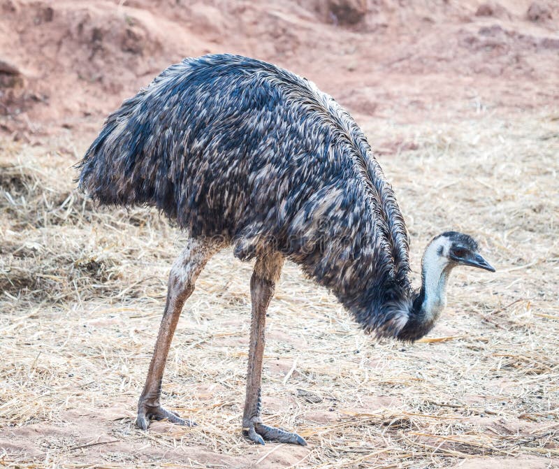 Novaehollandiae van emoedromaius, de second-largest het leven vogel door hoogte stock afbeeldingen Novaehollandiae van emoedromaius, de second-largest het leven vogel door hoogte stock afbeeldingen