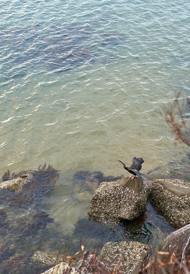 Novaehollandiae ενός τα αρσενικά αυστραλιανά darter Anhinga που ξεραίνουν αυτό είνα στοκ εικόνες με δικαίωμα ελεύθερης χρήσης Novaehollandiae ενός τα αρσενικά αυστραλιανά darter Anhinga που ξεραίνουν αυτό είνα στοκ εικόνες με δικαίωμα ελεύθερης χρήσης