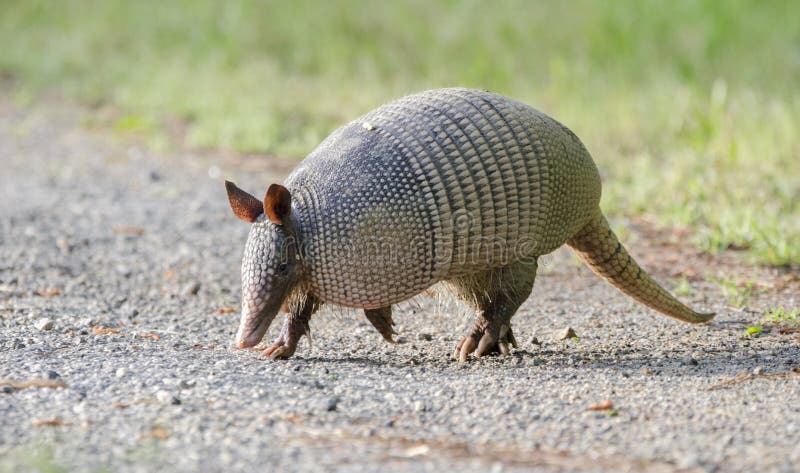 Nine banded armadillo photographed in spring in Monroe, Walton County, Georgia, USA. The nine-banded armadillo, or the nine-banded, long-nosed armadillo, is a medium-sized mammal found in North, Central, and South America, making it the most widespread of the armadillos. Now common in the southeast United States and Georgia. Nine banded armadillo photographed in spring in Monroe, Walton County, Georgia, USA. The nine-banded armadillo, or the nine-banded, long-nosed armadillo, is a medium-sized mammal found in North, Central, and South America, making it the most widespread of the armadillos. Now common in the southeast United States and Georgia.