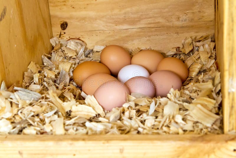 Nove uova del pollo